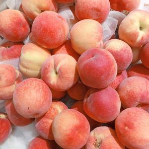 二次元口球+手铐+脚铐+十字扣
